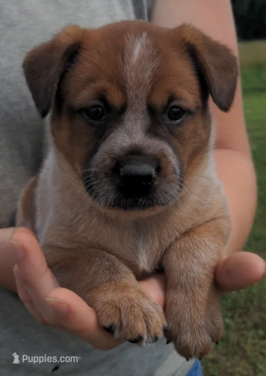Carrie – Australian Cattle Dog puppy for sale in Newberry, SC