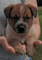 Carrie, a female Australian Cattle Dog for sale in Newberry, SC – 1 of 2