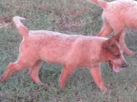 Derby, a male Australian Cattle Dog for sale in Newberry, SC – 4 of 8