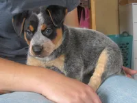 Dixie, a female Australian Cattle Dog for sale in Newberry, SC – 4 of 4