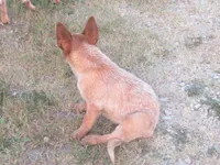 Derby, a male Australian Cattle Dog for sale in Newberry, SC – 2 of 8