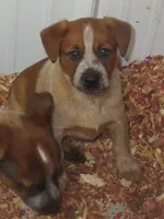 Carrie, a female Australian Cattle Dog for sale in Newberry, SC – 5 of 6