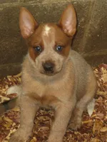 Derby, a male Australian Cattle Dog for sale in Newberry, SC – 4 of 4