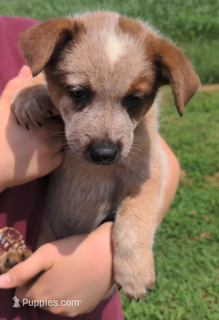 Duke – Australian Cattle Dog puppy for sale in Newberry, SC