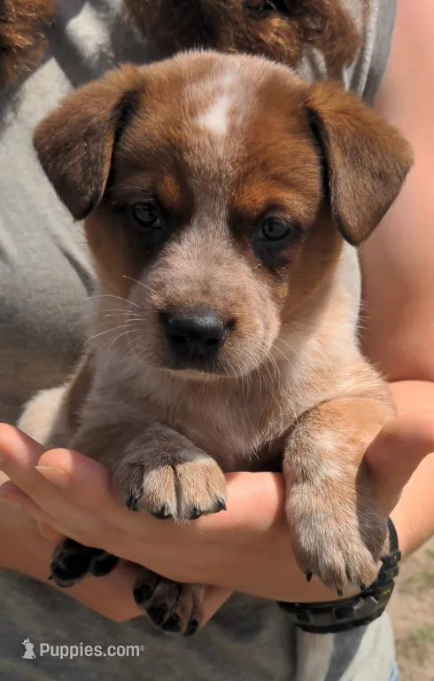 Corrie – Australian Cattle Dog puppy for sale in Newberry, SC
