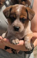 Corrie, a female Australian Cattle Dog for sale in Newberry, SC – 1 of 2