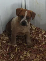 Carrie, a female Australian Cattle Dog for sale in Newberry, SC – 4 of 6