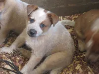 Duke, a male Australian Cattle Dog for sale in Newberry, SC – 4 of 4