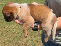 Carrie, a female Australian Cattle Dog for sale in Newberry, SC – 2 of 2