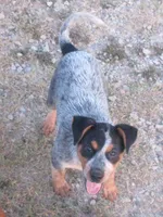 Dixie, a female Australian Cattle Dog for sale in Newberry, SC – 2 of 6