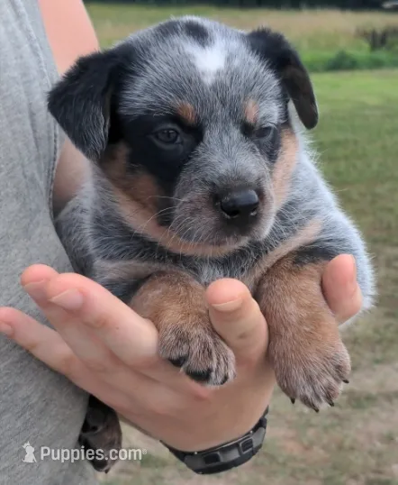 Cindy – Australian Cattle Dog puppy for sale in Newberry, SC