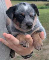 Cindy, a female Australian Cattle Dog for sale in Newberry, SC – 1 of 2