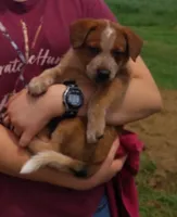 Dandy, a female Australian Cattle Dog for sale in Newberry, SC – 3 of 3