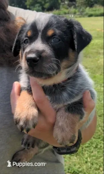 Cody – Australian Cattle Dog puppy for sale in Newberry, SC