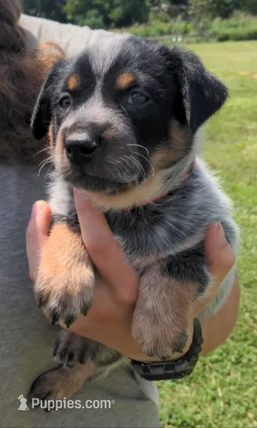 Cody – Australian Cattle Dog puppy for sale in Newberry, SC
