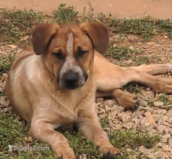 Carrie – Australian Cattle Dog puppy for sale in Newberry, SC