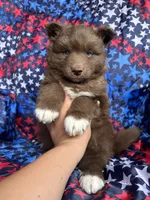 Rubble, a male Siberian Husky for sale in Virginia Beach, VA – 4 of 6