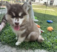 Rubble, a male Siberian Husky for sale in Virginia Beach, VA – 4 of 9