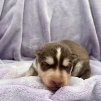 Rubble, a male Siberian Husky for sale in Virginia Beach, VA – 4 of 7