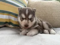Rowdy, a male Siberian Husky for sale in Virginia Beach, VA – 6 of 8