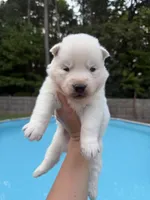 Rio, a male Siberian Husky for sale in Virginia Beach, VA – 1 of 8