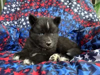 Lumi, a male Siberian Husky for sale in Virginia Beach, VA – 4 of 5