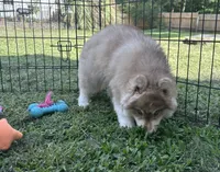 Butterball, a male Siberian Husky for sale in Virginia Beach, VA – 8 of 8