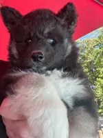 Raven OFA health tested parents, a female Siberian Husky for sale in Virginia Beach, VA – 7 of 9
