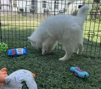 Marshmallow OFA health tested parents, a male Siberian Husky for sale in Virginia Beach, VA – 7 of 8