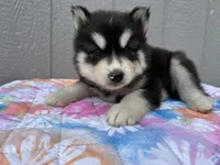 Leo, a male Siberian Husky for sale in Virginia Beach, VA – 7 of 9