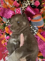 Kitkat , a male Siberian Husky for sale in Virginia Beach, VA – Photo 2 of 6