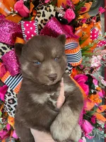 Kitkat , a male Siberian Husky for sale in Virginia Beach, VA – Photo 4 of 6