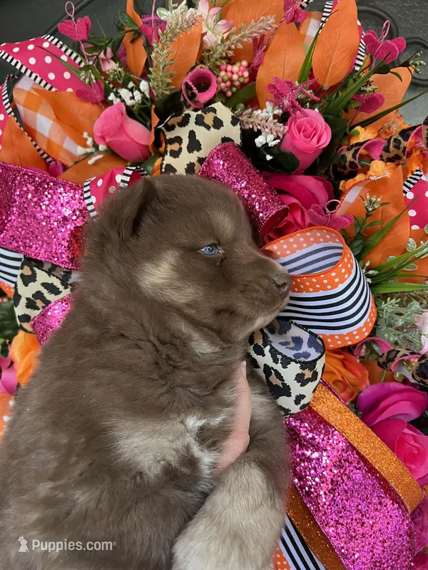 Kitkat , a male Siberian Husky for sale in Virginia Beach, VA – Photo 1 of 6