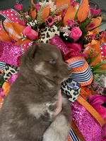 Kitkat , a male Siberian Husky for sale in Virginia Beach, VA – Photo 1 of 6