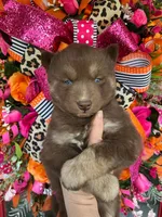 Kitkat , a male Siberian Husky for sale in Virginia Beach, VA – Photo 5 of 6