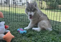 Grayson, a male Siberian Husky for sale in Virginia Beach, VA – 9 of 10