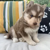Ranger, a male Siberian Husky for sale in Virginia Beach, VA – 3 of 6