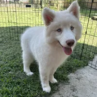 Shiloh, a female Siberian Husky for sale in Virginia Beach, VA – 4 of 7