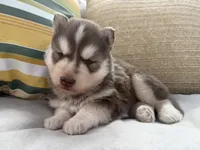 Rowdy, a male Siberian Husky for sale in Virginia Beach, VA – 8 of 8