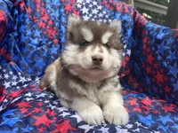 Leo, a male Siberian Husky for sale in Virginia Beach, VA – 3 of 7