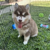 Ember, a male Siberian Husky for sale in Virginia Beach, VA – 6 of 6