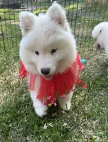 Yogi OFA health tested parents, a male Siberian Husky for sale in Virginia Beach, VA – Photo 2 of 7