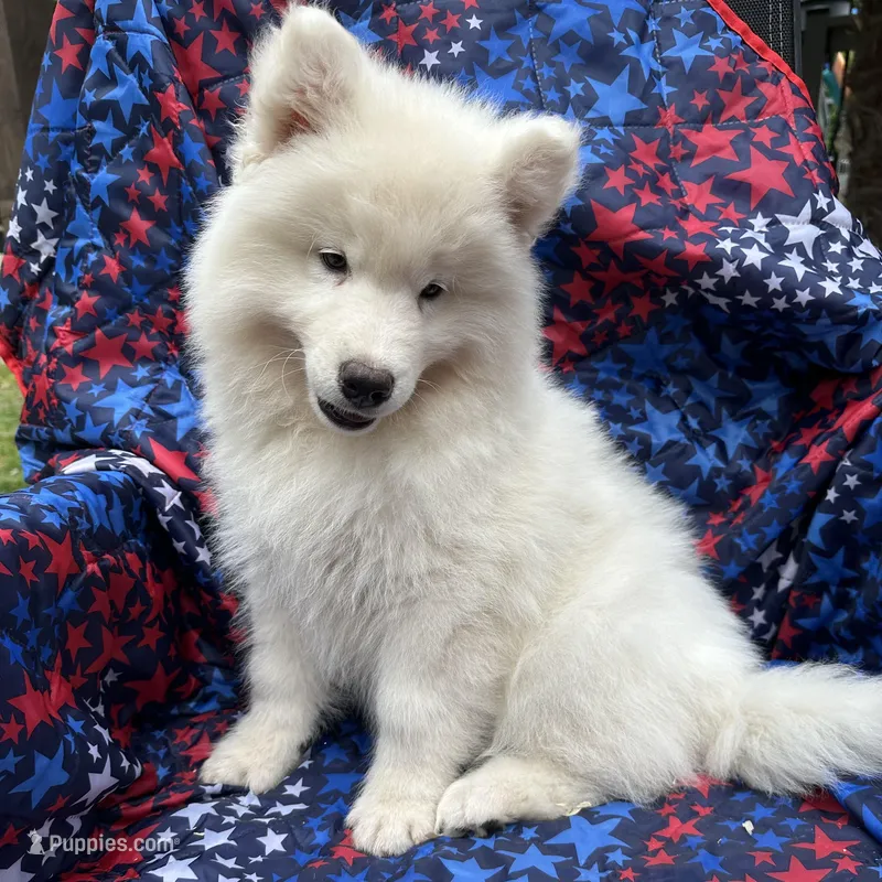 Yogi OFA health tested parents – Siberian Husky puppy for sale in Virginia Beach, VA