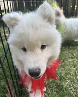 Yogi OFA health tested parents, a male Siberian Husky for sale in Virginia Beach, VA – Photo 5 of 7