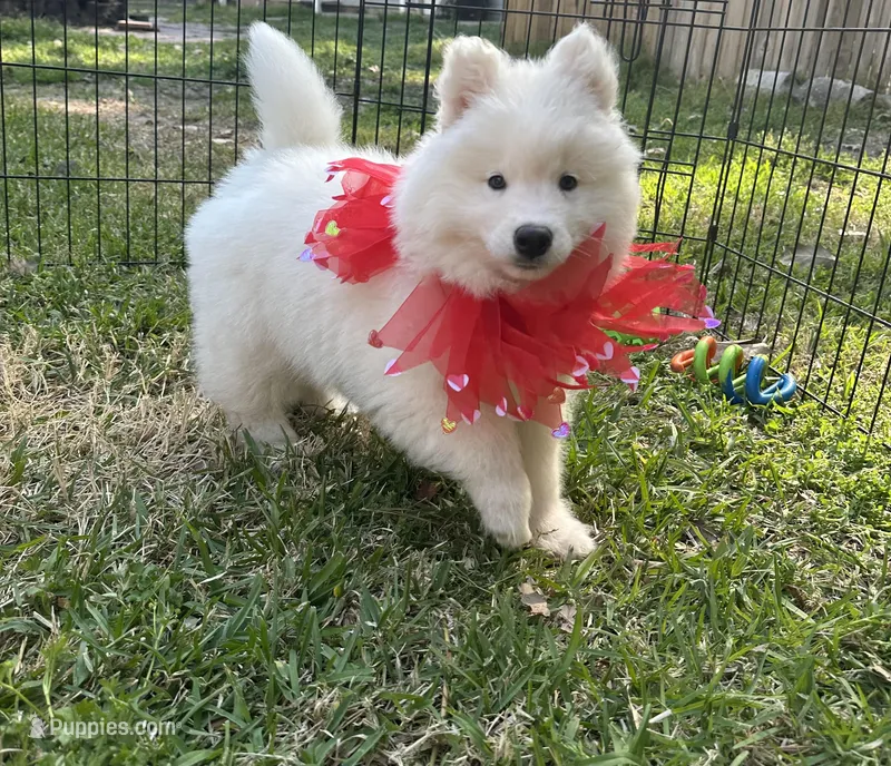 Yogi OFA health tested parents – Siberian Husky puppy for sale in Virginia Beach, VA