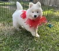 Yogi OFA health tested parents, a male Siberian Husky for sale in Virginia Beach, VA – Photo 1 of 7