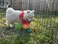 Yogi OFA health tested parents, a male Siberian Husky for sale in Virginia Beach, VA – Photo 6 of 7