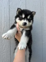 Leo OFA health tested parents , a male Siberian Husky for sale in Virginia Beach, VA – 3 of 7