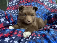 Rubble, a male Siberian Husky for sale in Virginia Beach, VA – 5 of 6