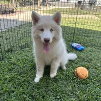 Shiloh, a female Siberian Husky for sale in Virginia Beach, VA – 2 of 7